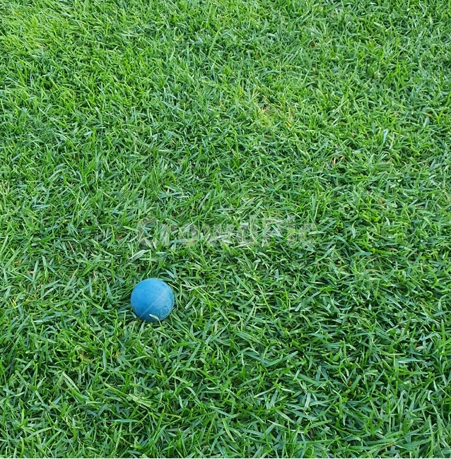 잔디,골프공,grass,식물,골프장
