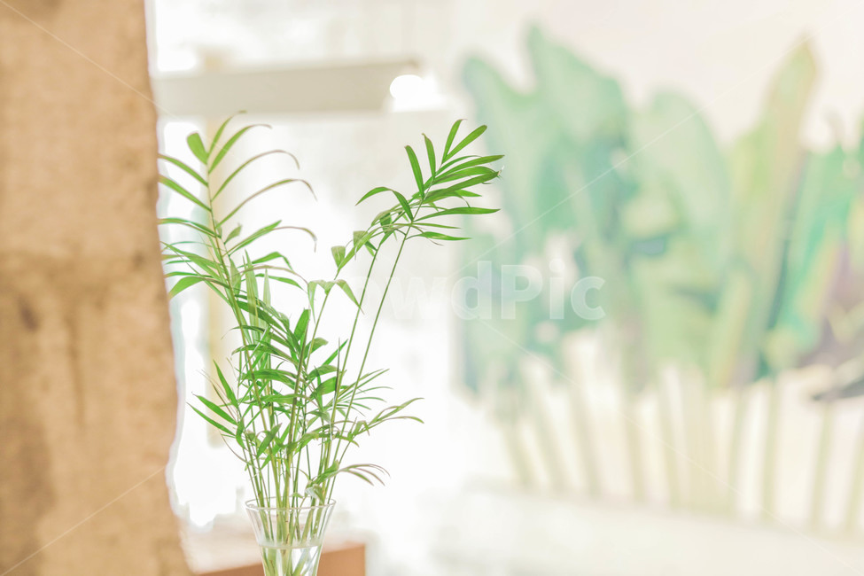 식물,풀잎,감성사진,초록색,그린,식물,자연,plants,nature,실내용화초,화분,화초,house plant,감성,sensible,feeling