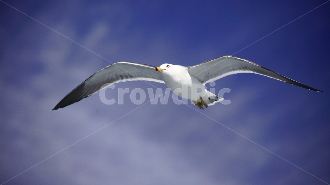 갈매기,바다새,대형조류,commongull,mewgull,laruscrassirostris,괭이갈매기,동물,animal,조류,새,birds