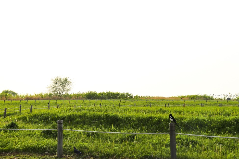 하늘공원,풀,잔디,자연,경치,natural,grass,park