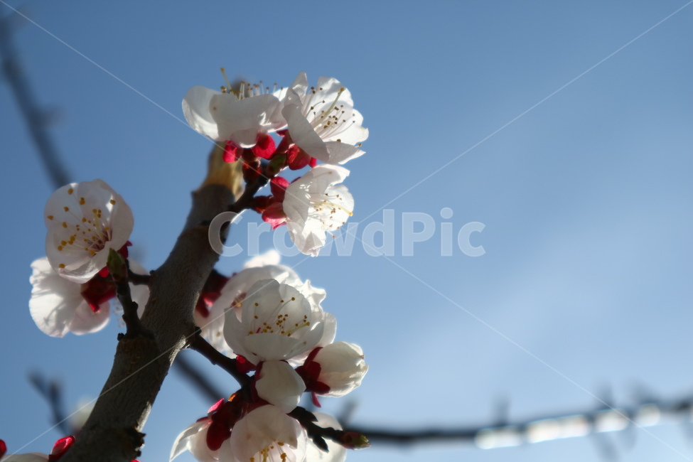 벚꽃,벚나무,배경화면,바탕화면,봄,식물,자연,plants,nature,꽃,flower