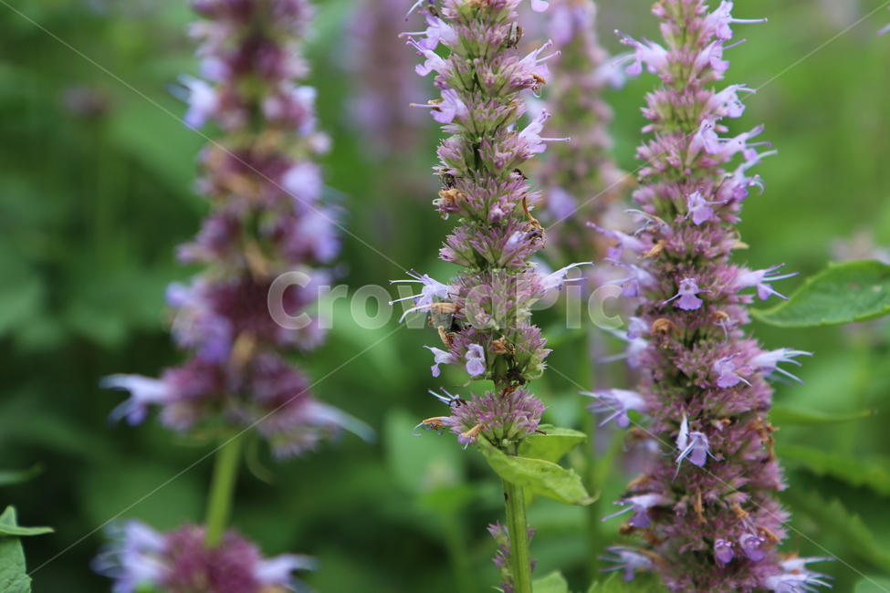 배초향,개화,꽃,보라색,향기,식물,자연,plants,nature,꽃,flower