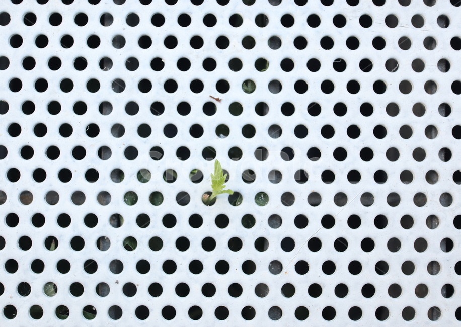 패턴,동그라미,생명,풀,생명력,식물,자연,plants,nature