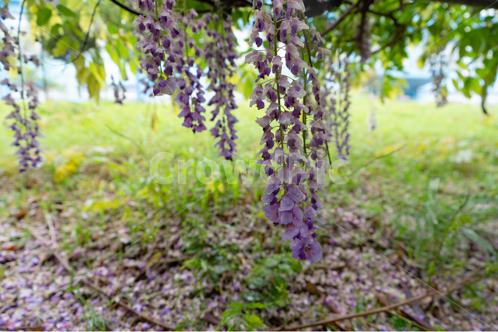 등나무꽃,보라색,풀,자연,등꽃,flower,식물,자연,plants,nature,꽃,flower