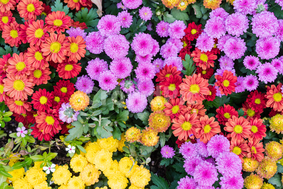 정원,꽃,식물,화단,자연,식물,자연,plants,nature,꽃,flower