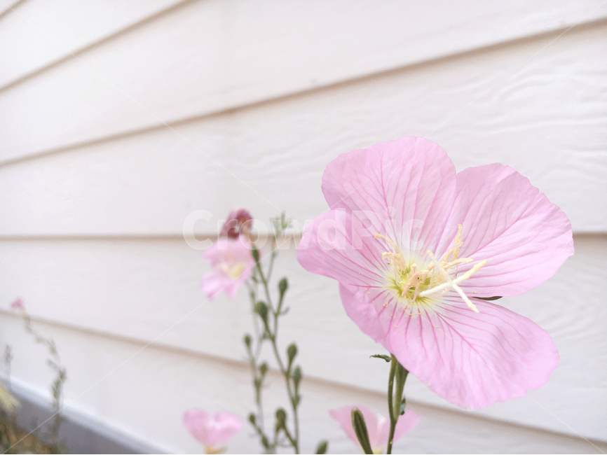 꽃,분홍색,핑크,벽,배경,백그라운드,여리한,꽃잎,flower,pink,wall,background,감성,식물,자연,plants,nature,꽃,flower