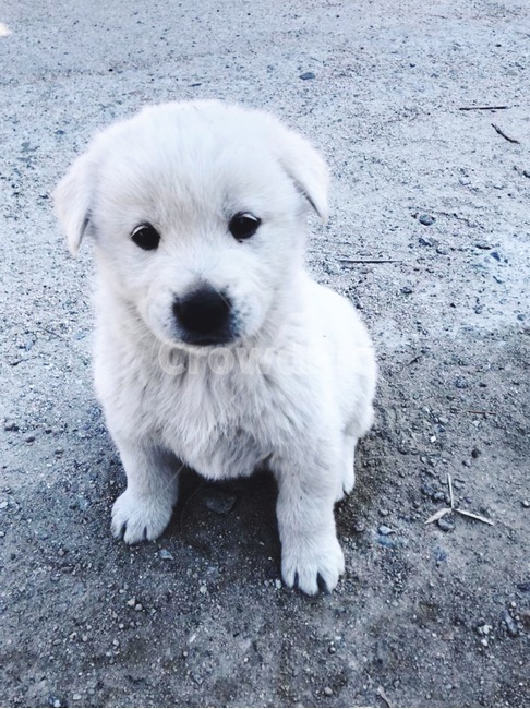 puppy,white fur,Jindo dog,animal,dog