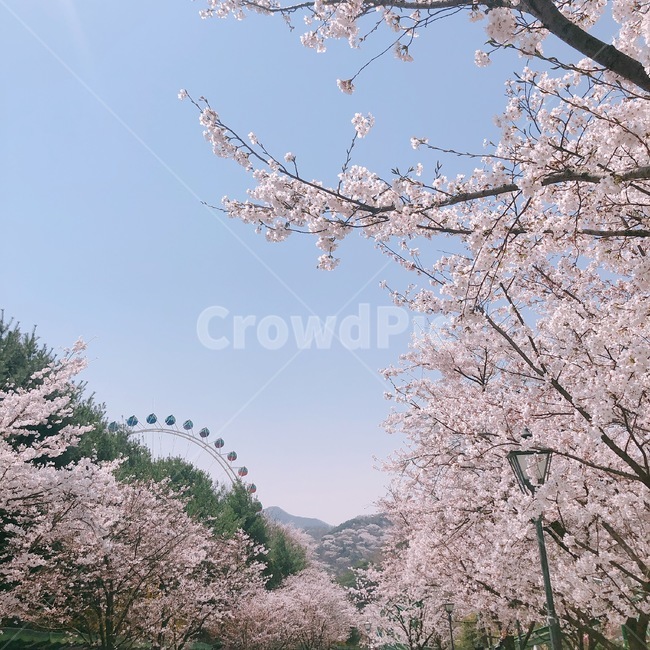 봄,벚꽃,관람차,하늘,놀이동산,봄,계절,spring,season,plant,식물,blossom,꽃,cherry blossom,flower
