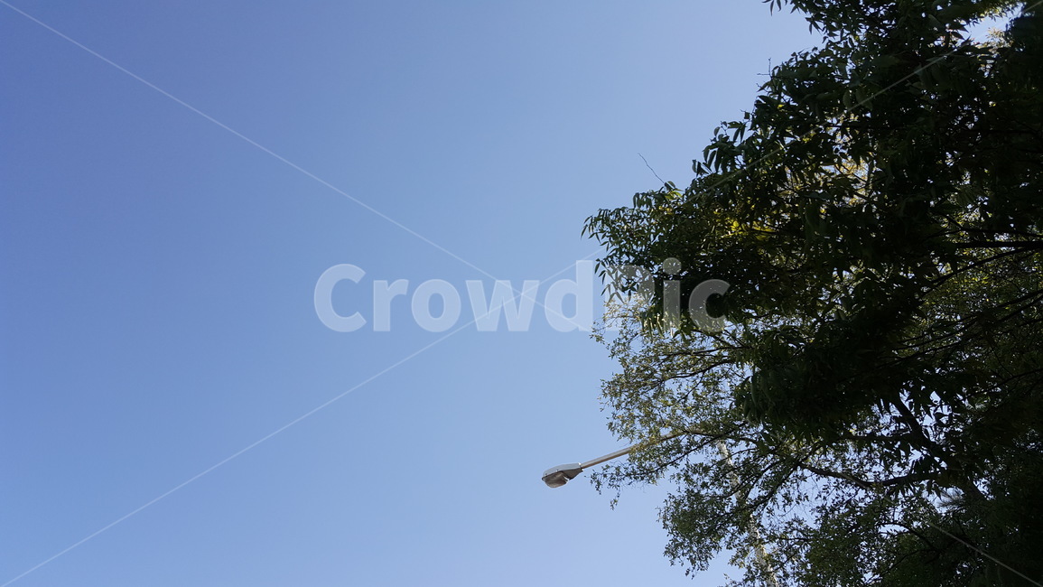 나무,나무줄기,나뭇잎,하늘,푸른하늘,sky,tree,plant,leaf,cloud,구름없는하늘,가로등,streetlamp,streetlight