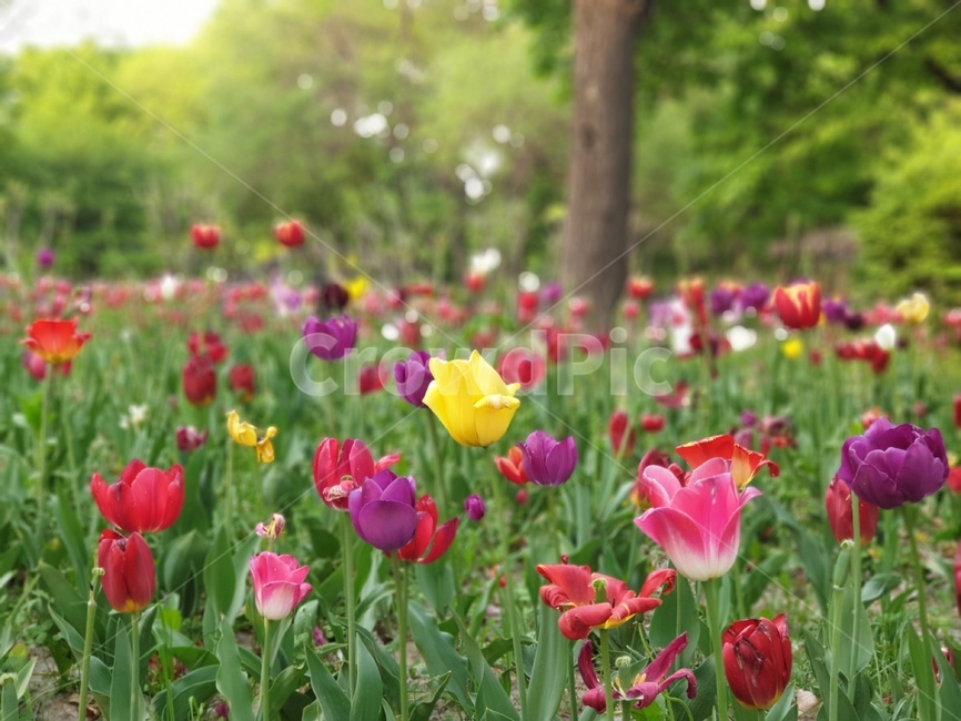 튤립,tulip,꽃,flower,노란튤립,보라튤립