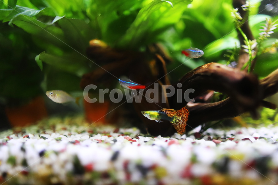 네온테트라,수초,어항,무지개빛,구피,동물,animal,어류,물고기,fish
