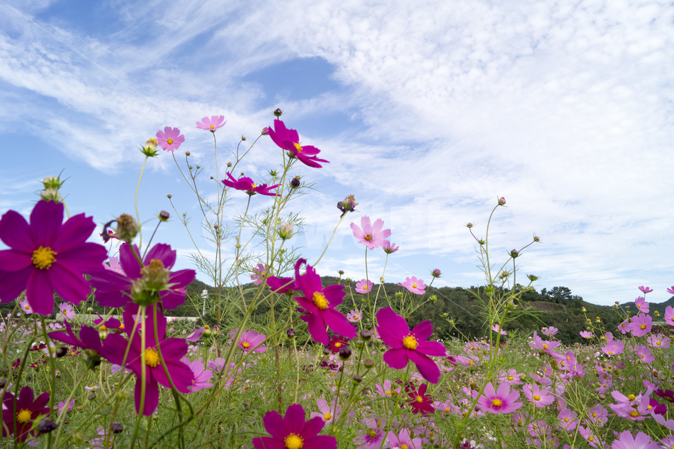 하중도,하늘,꽃,코스모스,꽃밭,가을,계절,fall,autumn,season,식물,자연,plants,nature,꽃,flower,blossom,geranium,제라늄,plant,petal,꽃잎