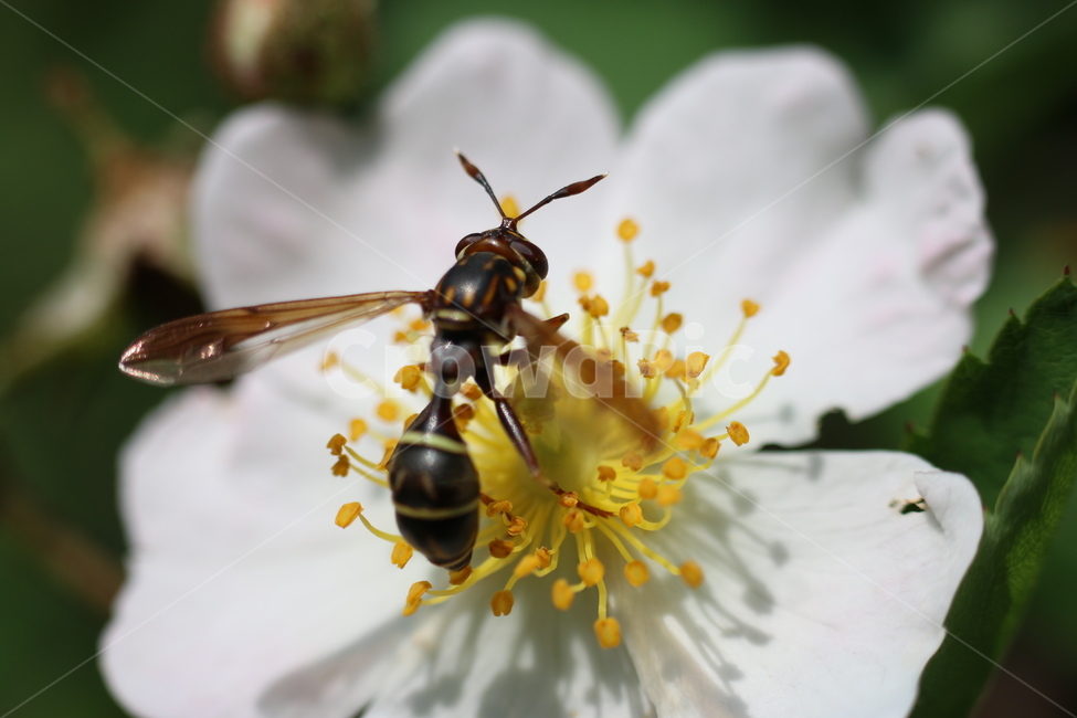 곤충,꿀벌,벌,꽃,자연,야생,꽃순,말벌,식물,자연,plants,nature,꽃,flower,동물,animal,곤충,벌레,insect,bug