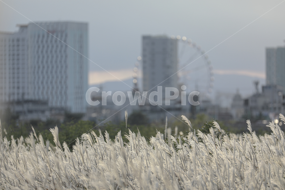 갈대,가을,억새,억새밭,갈대밭,억새군락지,silvergrassfield,fall,reed,silvergrass,fieldofreeds,grass,식물,가을,계절,fall,autumn,season,식물,자연,plants,nature,잔디,plant