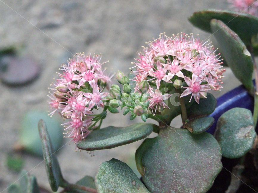 꽃,식물,꽃잎,flower,핑크꽃,식물,자연,plants,nature,꽃,flower