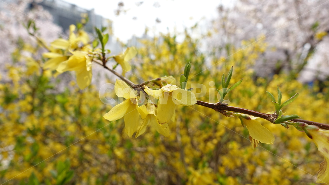 개나리,봄꽃,꽃,식물,꽃나무,식물,자연,plants,nature,꽃,flower