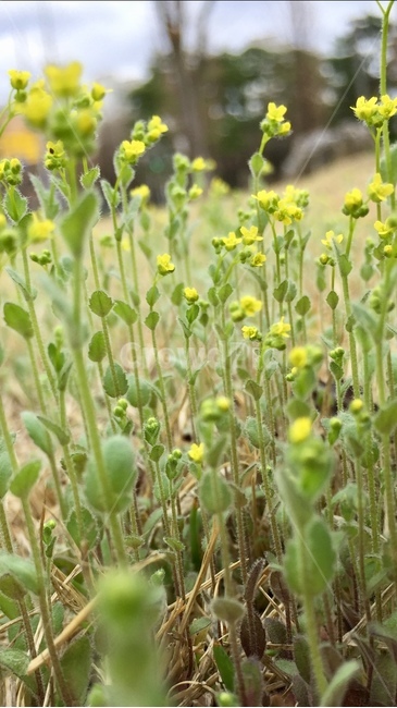 봄,꽃,자연,식물,노란색,노랑,flower,nature,식물,자연,plants,nature,꽃,flower