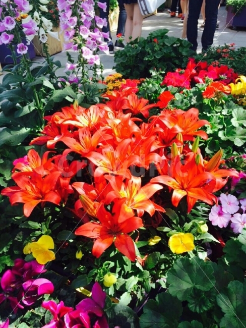 꽃,빨강,정열,이쁨,보라,식물,자연,plants,nature,꽃,flower