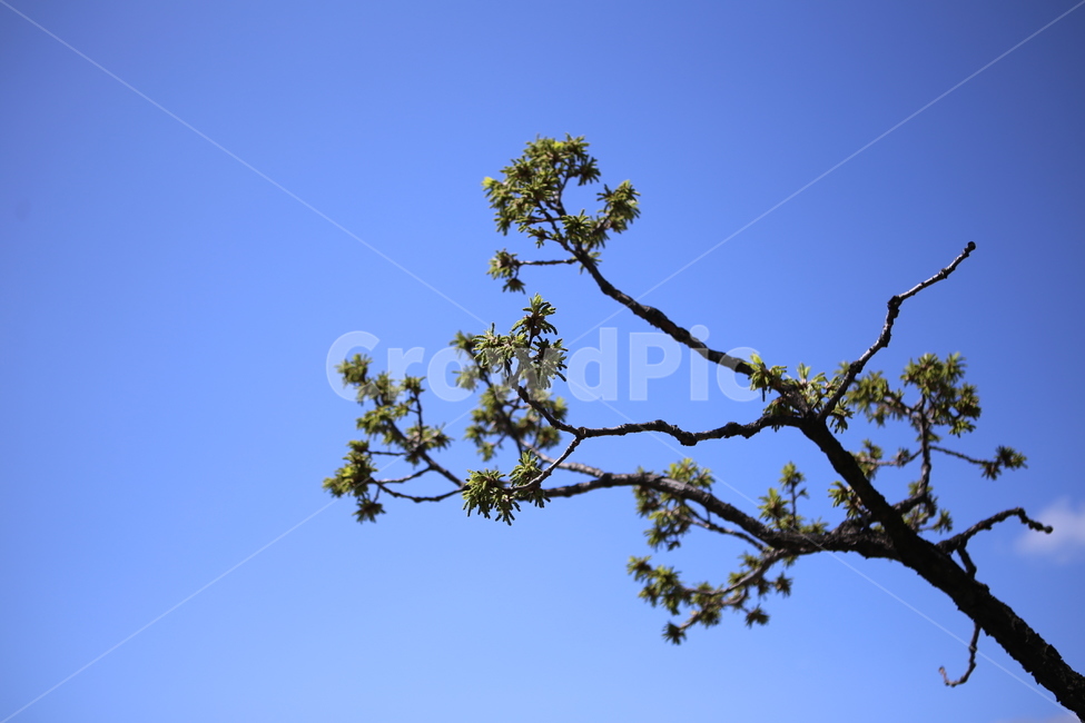고목,상수리나무,새싹,푸른하늘,초록,식물,자연,plants,nature