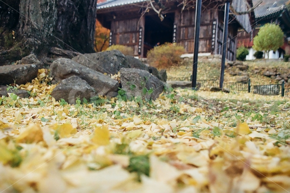낙엽,은행잎,은행나무,가을,절,가을,계절,fall,autumn,season,한국전통,한국문화,korean traditional,korean culture