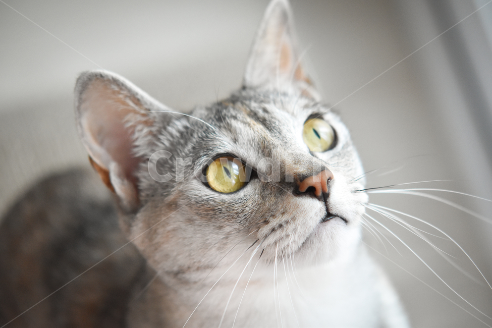 고양이,얼굴,클로즈업,애완동물,애완묘,묘,냥,pet,cat,kitten,집고양이,코리안숏헤어,코숏,냥이,냐옹,meow,동물,animal,포유류,mammal,고양이,cat,kitten,kitty