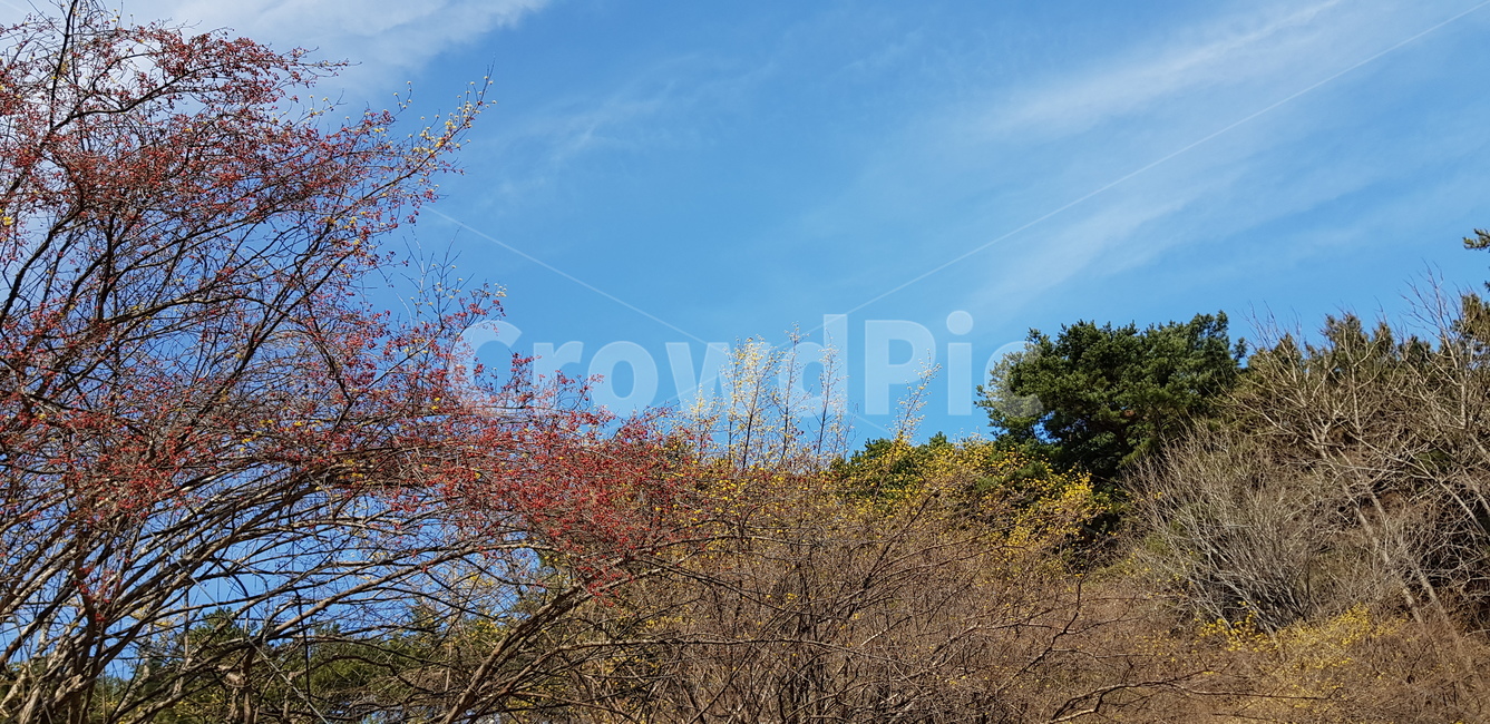 plant,식물,tree,나무,파란하늘,하늘,자연