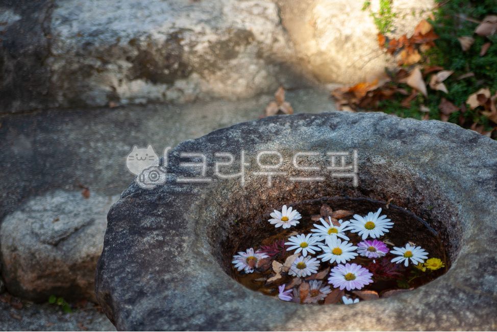 가을,꽃,꽃잎,구절초,들국화,flower,petal