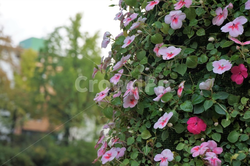 가을,홍제천,국화전시,국화꽃,식물,꽃,산책,식물,자연,plants,nature,꽃,flower