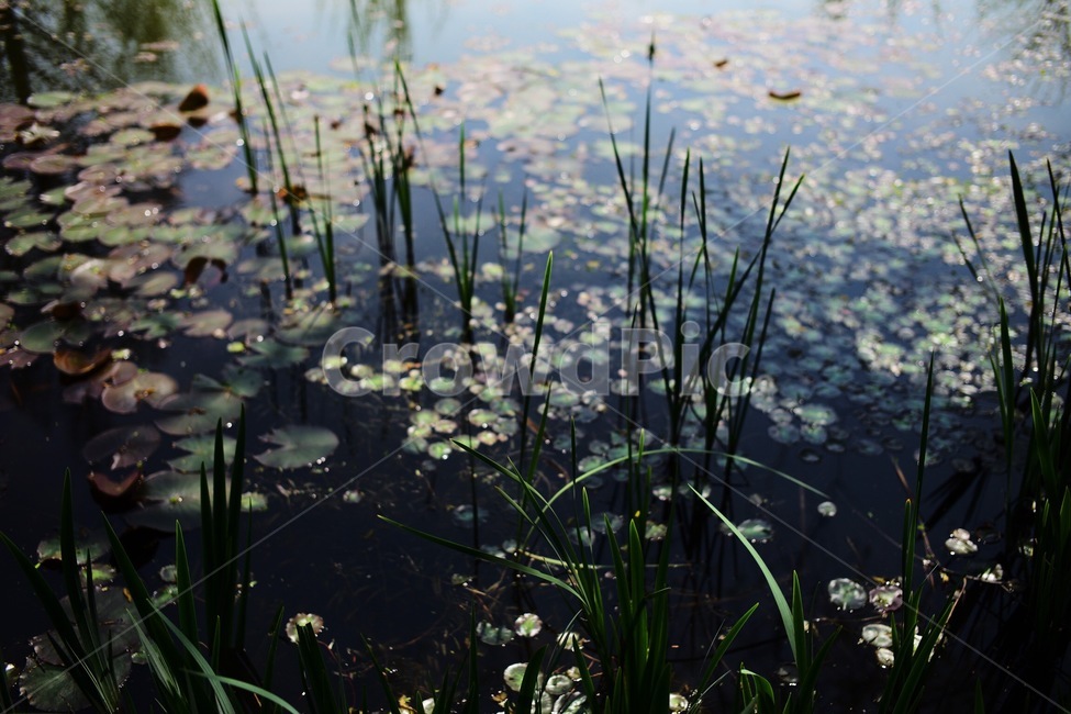 nature,자연,습지,늪,물,반영