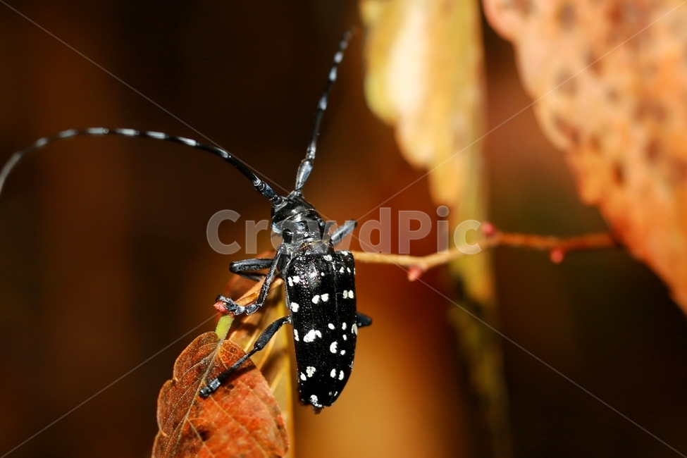 longevity sky cow,ecosystem,nature,bug,insect,feeler