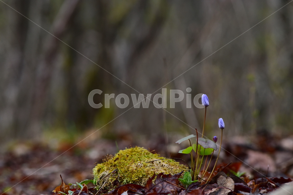 깽깽이풀,야생화,봄,꽃,풀꽃,자연,식물,식생,plants,nature,spring,season,flower
