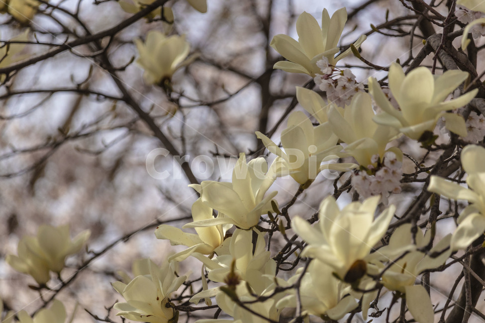 목련,백목련,봄꽃,목련꽃,흰목련,식물,자연,plants,nature,꽃,flower