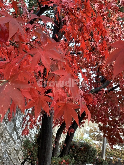 가을,단풍,단풍잎,빨간색단풍,등산,가을,계절,fall,autumn,season,식물,자연,plants,nature,plant,leaf,잎,tree,나무,maple