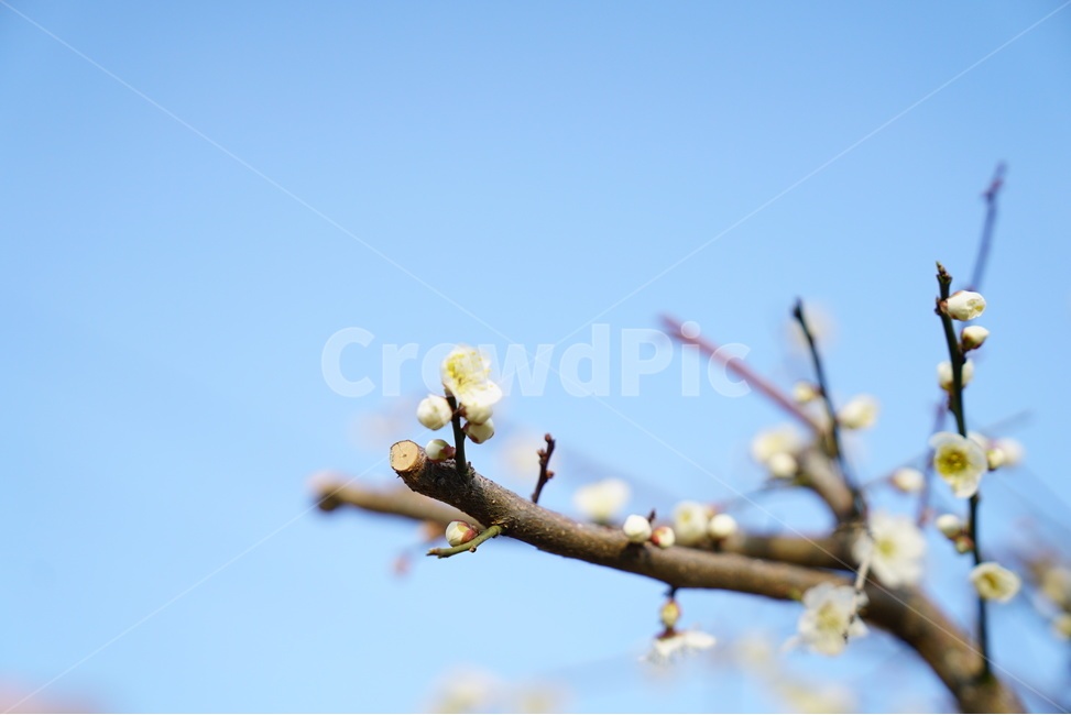 봄,벚꽃,꽃사진,클로즈업,매화,봄,계절,spring,season,식물,자연,plants,nature,꽃,flower,plant