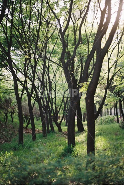 빛,숲속,산책,나무냄새,풀냄새,초록,자연,풍경,nature,landscape,tree,나무,forest,숲,woodland,삼림지,outdoors,옥외,vegetation,초목,land,땅,plant,식물,grove,작은 숲,tree trunk,나무 줄기