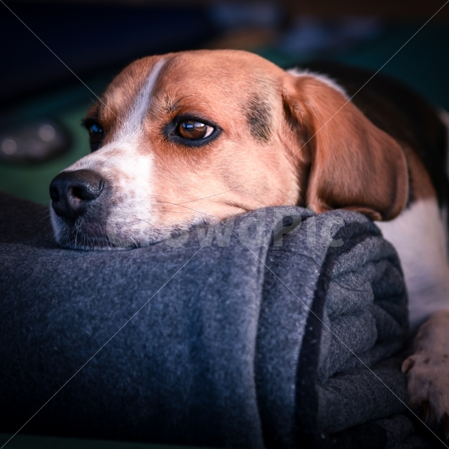 강아지,개,애견,반려견,비글,행복,평화,웃음,dog,happy,애견캠핑,캠핑,camping,travel,beagle,동물,animal,개,강아지,dog,doggy,포유류,mammal