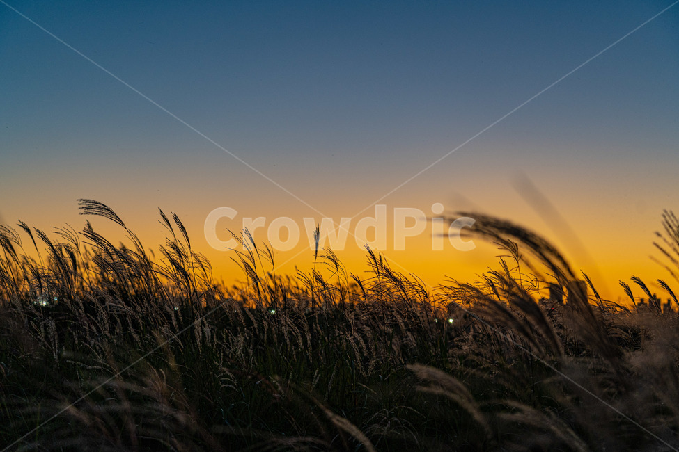 plant,식물,갈대,reed,노을,sunset,자연,풍경,nature,landscape,grass,잔디,lawn