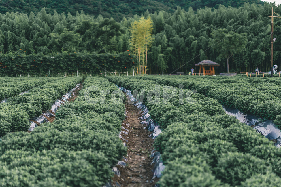 plant,식물,자연,nature,공원,자연,풍경,nature,landscape