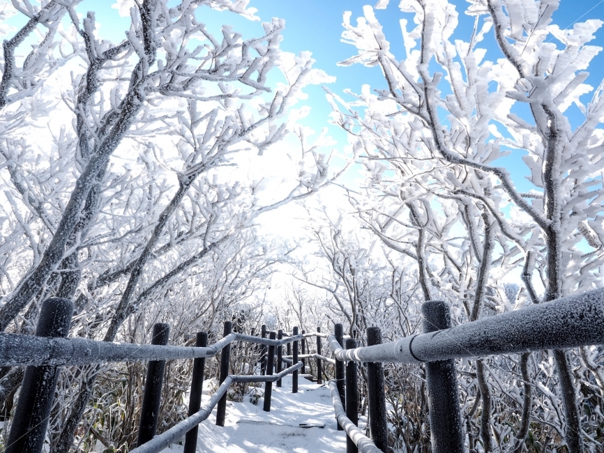 겨울,눈,하늘,계절,다리,snow,눈꽃,tree,winter,감성,덕유산,등산,겨울,계절,winter,season,식물,자연,plants,nature,나무,trees,wood