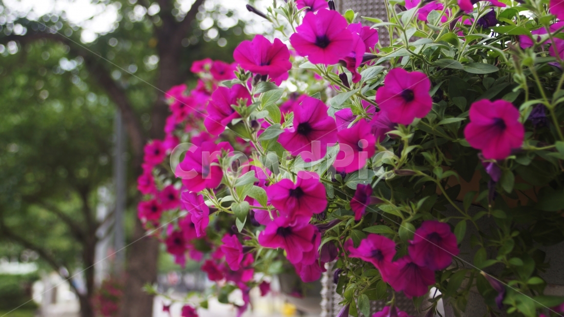 도로,벚꽃,꽃,봄,정서,따뜻함,식물,자연,plants,nature,꽃,flower
