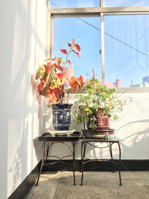 식물,햇살,아침,창문,계단,화분,꽃,식물,자연,plants,nature,실내용화초,화분,화초,house plant