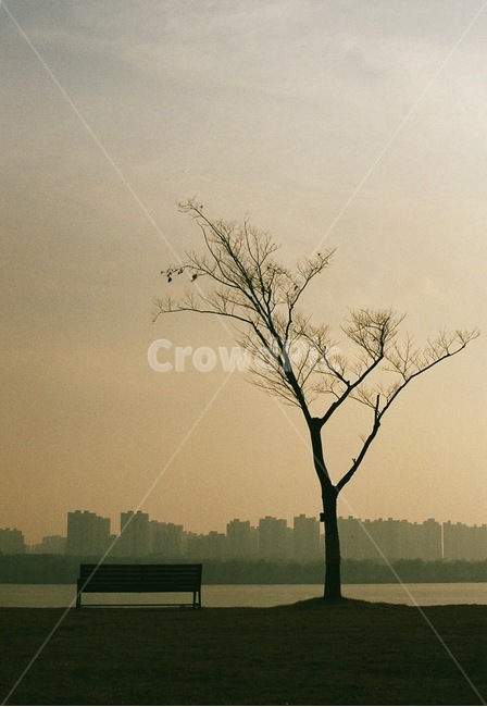 필름사진,감성사진,겨울,풍경사진,벤치,도시,풍경,city,landscape,한국도시풍경,한국도시경관,korea cityscape,식물,자연,plants,nature,나무,trees,wood,furniture,가구,bench