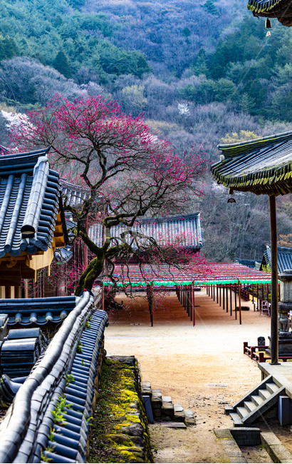 홍매화,흑매화,봄,사찰,화엄사,감성,풍경,기와,추녀,전통건축물,안마당,garden,정원,한국전통,한국문화,korean traditional,korean culture,건축물,건물외관,exterior,building,structure,architecture,construction