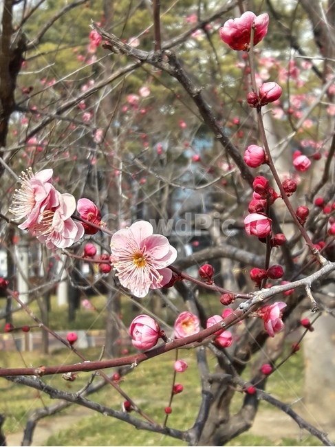 꽃,식물,flower,꽃나무,plant,flowers