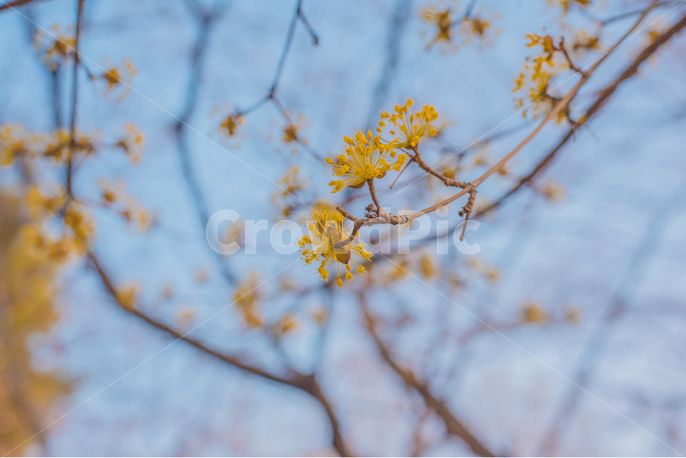 산수유,봄꽃,꽃,풍경,자연,봄,봄,계절,spring,season,식물,자연,plants,nature,꽃,flower,plant