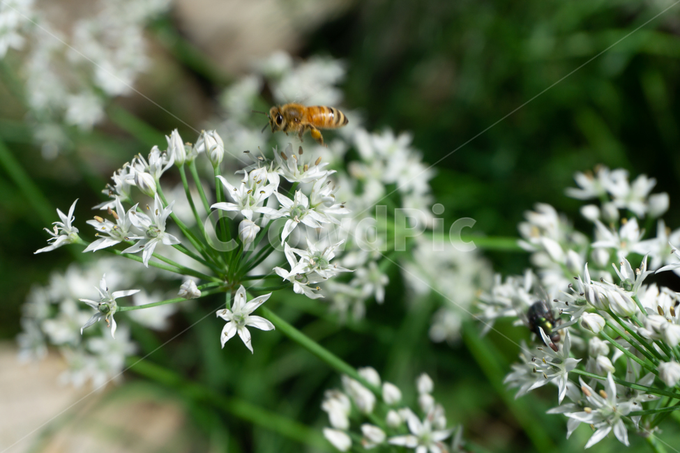 부추꽃,꿀벌,꽃,아름다움,초록,background,beautiful,beauty,bee,bees,blossom,blue,bumble,bumblebee,color,floral,flower,fresh,garden,green,honey,leek,leekpie,light,natural,nature,outdoor,sky,spring,summer,tree,white,yellow,식물,자연,plants,nature,꽃,flower,동물,animal,곤충,벌레,insect,bug