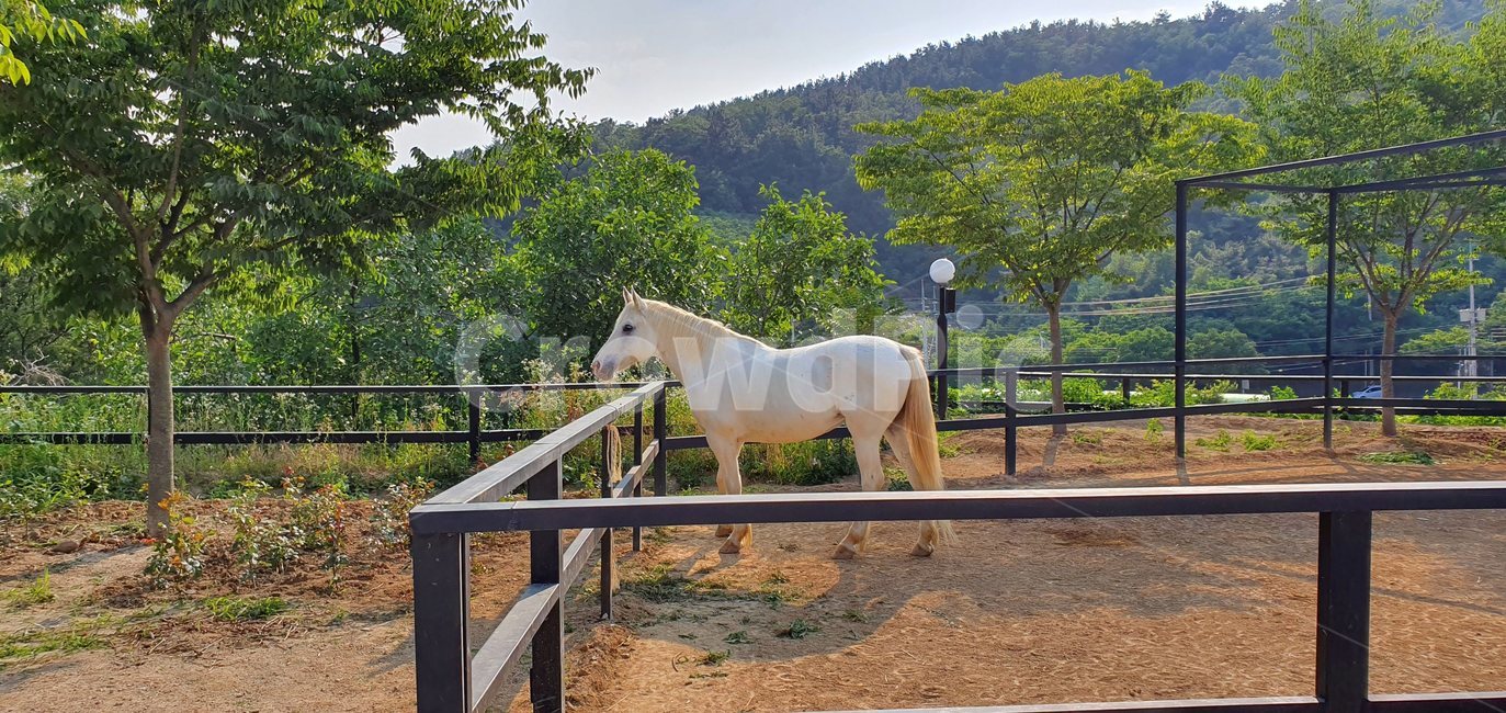 말,horse,포유류,animal,mammal,동물,동물,animal,포유류,mammal