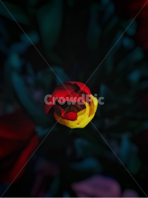 plant,식물,blossom,turip,flower,꽃,튤립