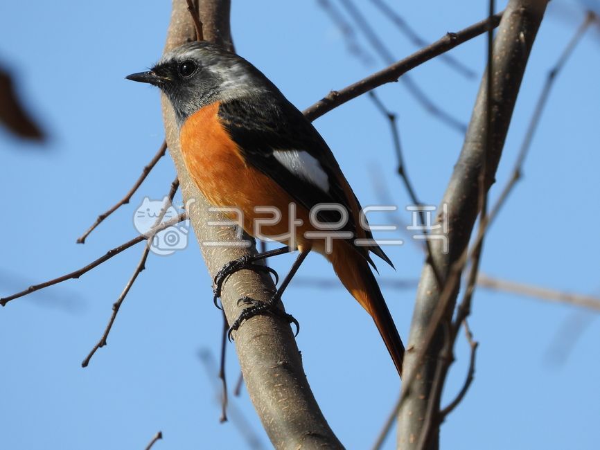 딱새,산새,daurianredstart,딱새수컷,동물,animal,새,bird