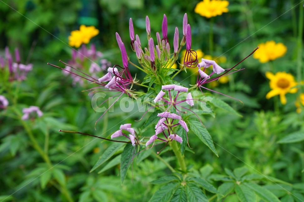 꽃,암술,식물,노랑,정원,보라,식물,자연,plants,nature,꽃,flower